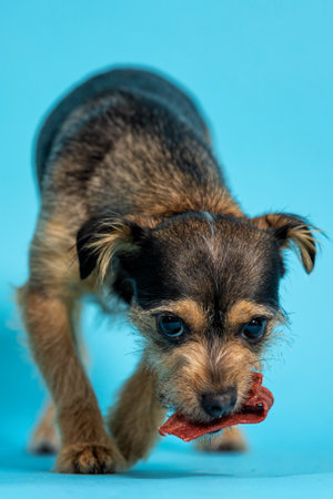 Funny puppy Chihuahua poses on a blue background.の写真素材