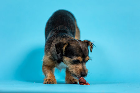 Puppy on a blue background. Studio shotの写真素材