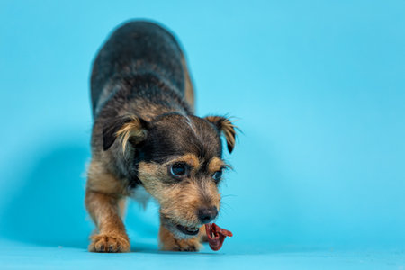 Cute little dog on blue background, studio shot, close upの写真素材