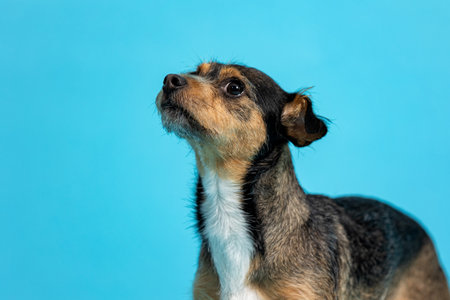 Portrait of a chihuahua dog on a blue backgroundの写真素材