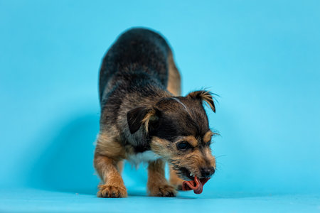 Funny puppy Jack Russell Terrier on a blue background in studioの写真素材