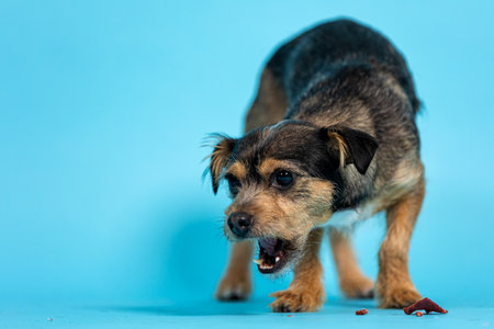 Dog eating food on a blue background.の写真素材