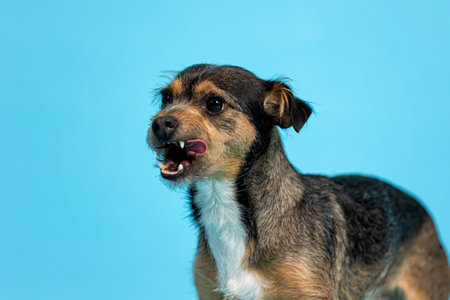 Cute mixed breed dog on a blue background. Studio shot.の写真素材