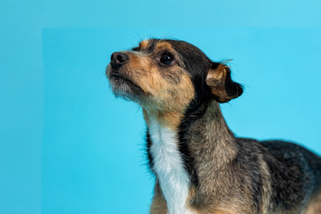 Portrait of a cute mixed breed dog. Studio shot on blue background.の写真素材