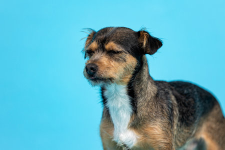 Cute mixed breed dog on a blue background. Studio shot.の写真素材