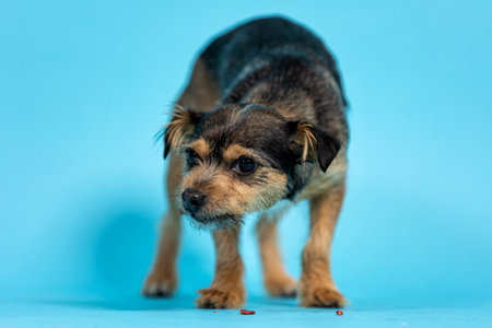 Cute chihuahua puppy on blue background. Studio shot.の写真素材