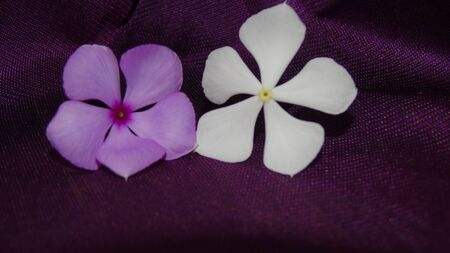 purple and white flowerの写真素材