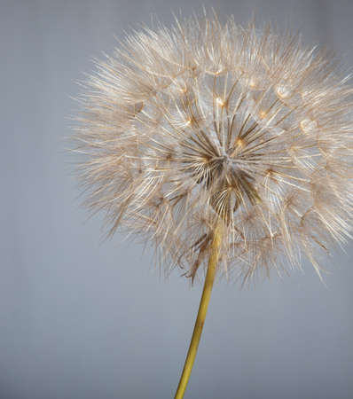 Beautiful flower with a gray bakground