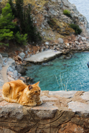 Cats of Hydraの写真素材