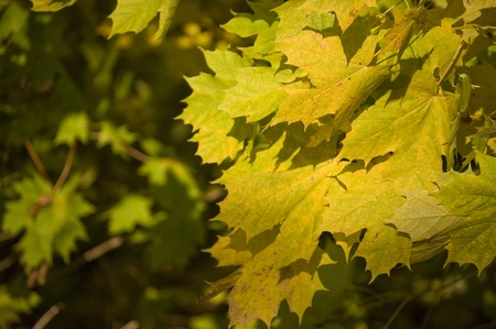 Yellow maple leaves on a beautiful autumn day, close up