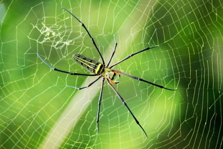 Spiderweb backgroundの素材