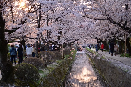 Cherry blossomの素材