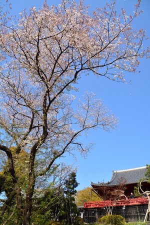 Sakura blossomsの素材