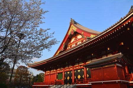 Sakura and Asakusa templeの素材