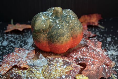 autumnally decorated pumpkin with autumn foliage,snow and ice crystalsの写真素材