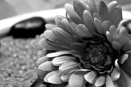 red cotton Chriysantheme in wooden bowl on blue decorative stones and white taffeta scarf in black and whiteの写真素材