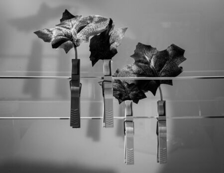 autumn leaves attached to clothespins for dryingの写真素材