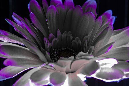 Petals of the fabric flower set in scene with light highlightsの写真素材