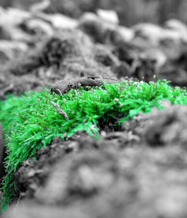 in the forest the last sunrays admired on moss-covered tree trunksの写真素材