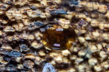 macro image of a drop of water on tree bark