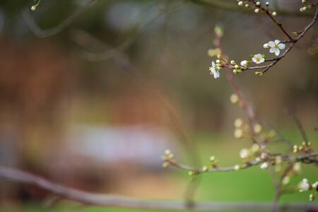 spring comes, the first flowers and buds appear