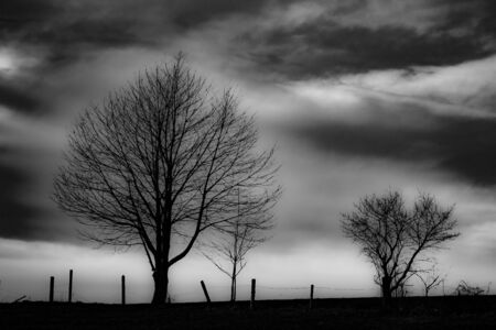 Silouette of a tree in a haunting white fogの写真素材