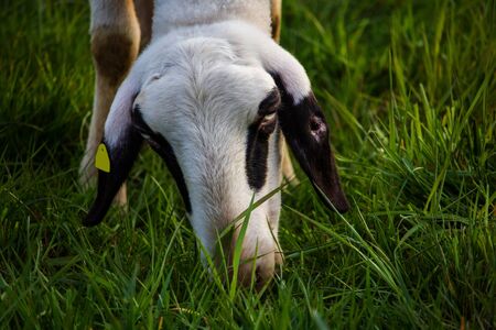 fresh grass in the foreground and eating sheep in the backgroundの写真素材