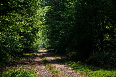 tranquil forest path lined with trees on the right and left. With sunshine in the middle