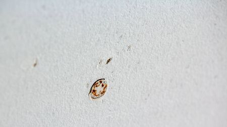 rusty screw in a drywall, discoveries after removing the wallpaperの写真素材