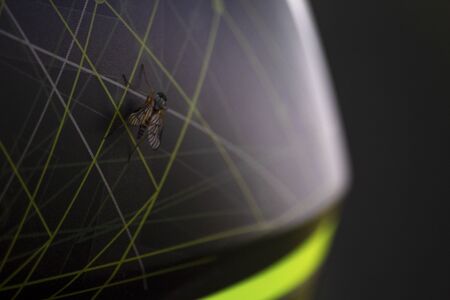 close-up of a fly on a motorcycle helmetの写真素材