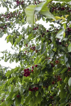 first red cherries in a magnificent old cherry tree