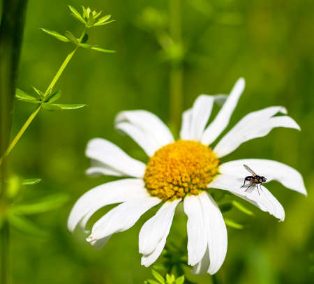 fly on a leaf of the buttercup, as macrophotoの写真素材