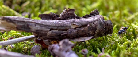 small wood chip lies on moss, to the right of it an antの写真素材