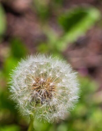 fibres of a blowball that look like parachutesの写真素材