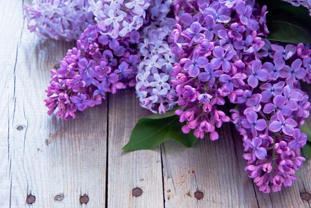 Lilac flowers with green leaves on gray wooden backgroundの写真素材
