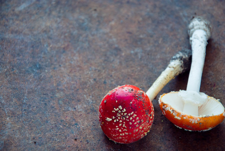 Mushrooms Fly agaricの写真素材