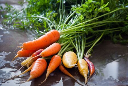 Homegrown organic multicolor carrots with green leavesの写真素材