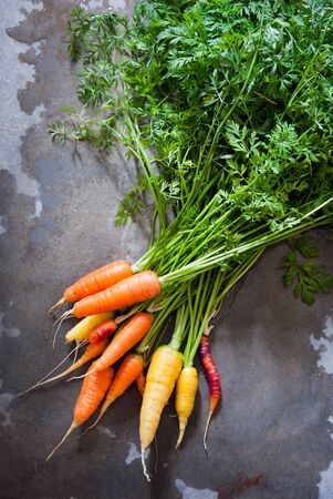 Homegrown organic multicolor carrots with green leavesの写真素材