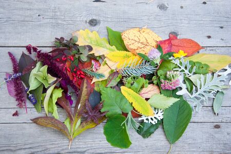 Autumn leaves and berries, Autumn background, Colors of Fallの写真素材