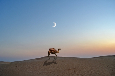Camel in the desert sand of the Sahara - Tunisia, africaの写真素材