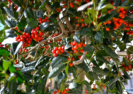 Natural vegetation - tree with red fruitsの写真素材
