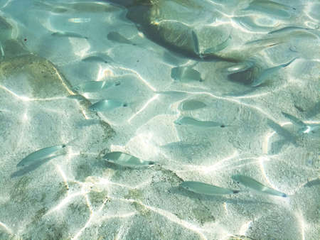 Seabed of Cala Mariolu Sardinia with a view of the fishの写真素材