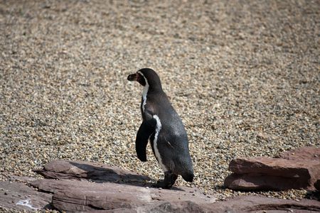 Penguinの写真素材