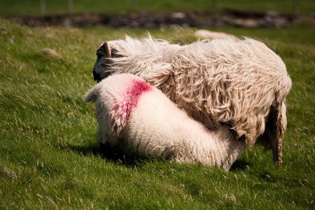 sheep in Irelandの写真素材