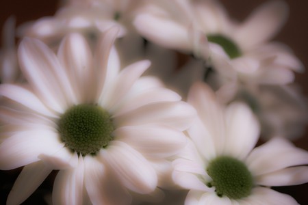wedding flowers, closeup imageの写真素材