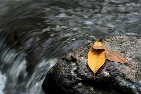 leafs on a rockの写真素材