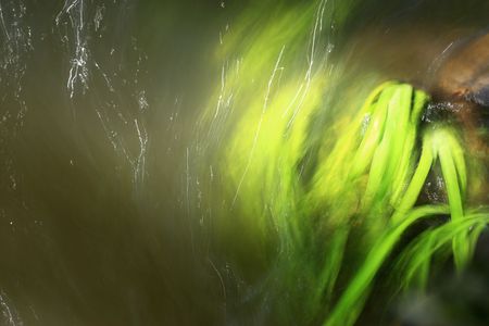 some grasses flowing in waterの写真素材