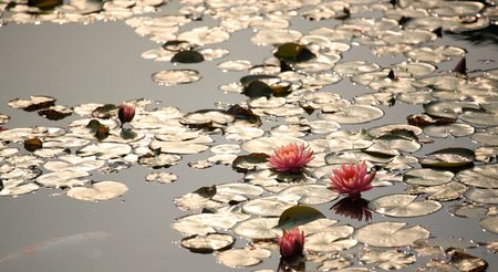 lotus pool reflecting sun lightの写真素材