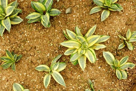 agavaceae , sansevieria trifasciata , hahnii variegataの写真素材