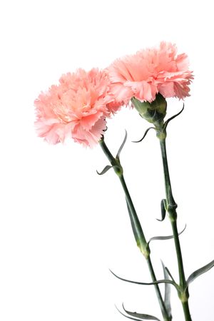 carnation, flower for mother dayの写真素材